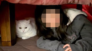 猫好きの姪っ子が猫とこたつに入れて大喜びしてました！