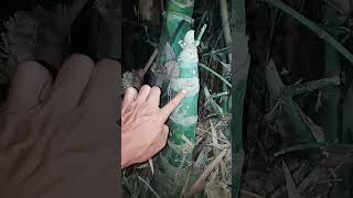 Ciri-Cirikategori Bambu Kendit