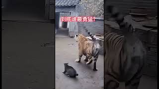 大鹅,猫咪,老虎🐅谁最勇猛谁最傻?#搞笑视频#搞笑#搞笑段子#搞笑短片 #funny #animals