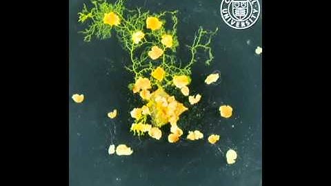 Physarum polycephalum, in time lapse