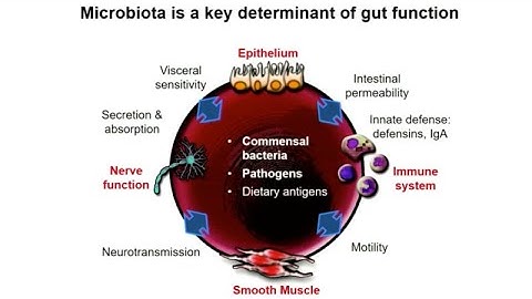 Microbiota-gut-brain axis in health and disease: From mice to men