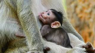 So sweet of baby monkey get ting milk