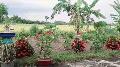 chuyện tình hoa thiên lý trình bày Nguyễn Công Khanh