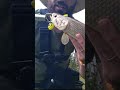 pesca de traíra, vídeo completo no canal #shorts  #pesca #acampamento #pescaria