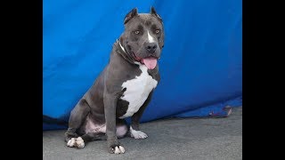 Adopted A5078469 King Pit Bull