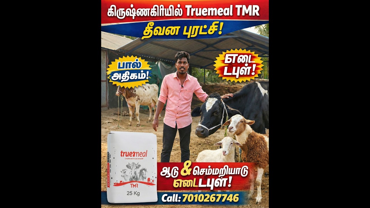 கிருஷ்ணகிரியில் Truemeal TMR தீவன புரட்சி – பால் & ஆடு, செம்மறியாடு எடை டபுள்!