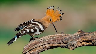 УДОД - самая яркая, полосато-рыжая и потрясающая птица! Интересное о удоде!