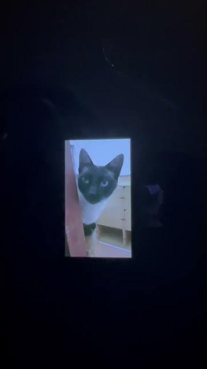 保護猫カフェ かぎしっぽ Youtube