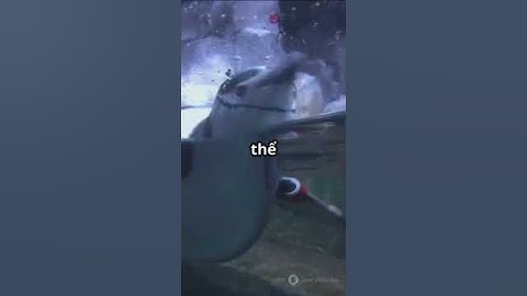 Những điều bạn chưa biết về loài chim cánh cụt