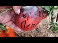 Обзор всех томатов посаженных в теплице. Только самые лучшие и проверенные сорта и гибриды.