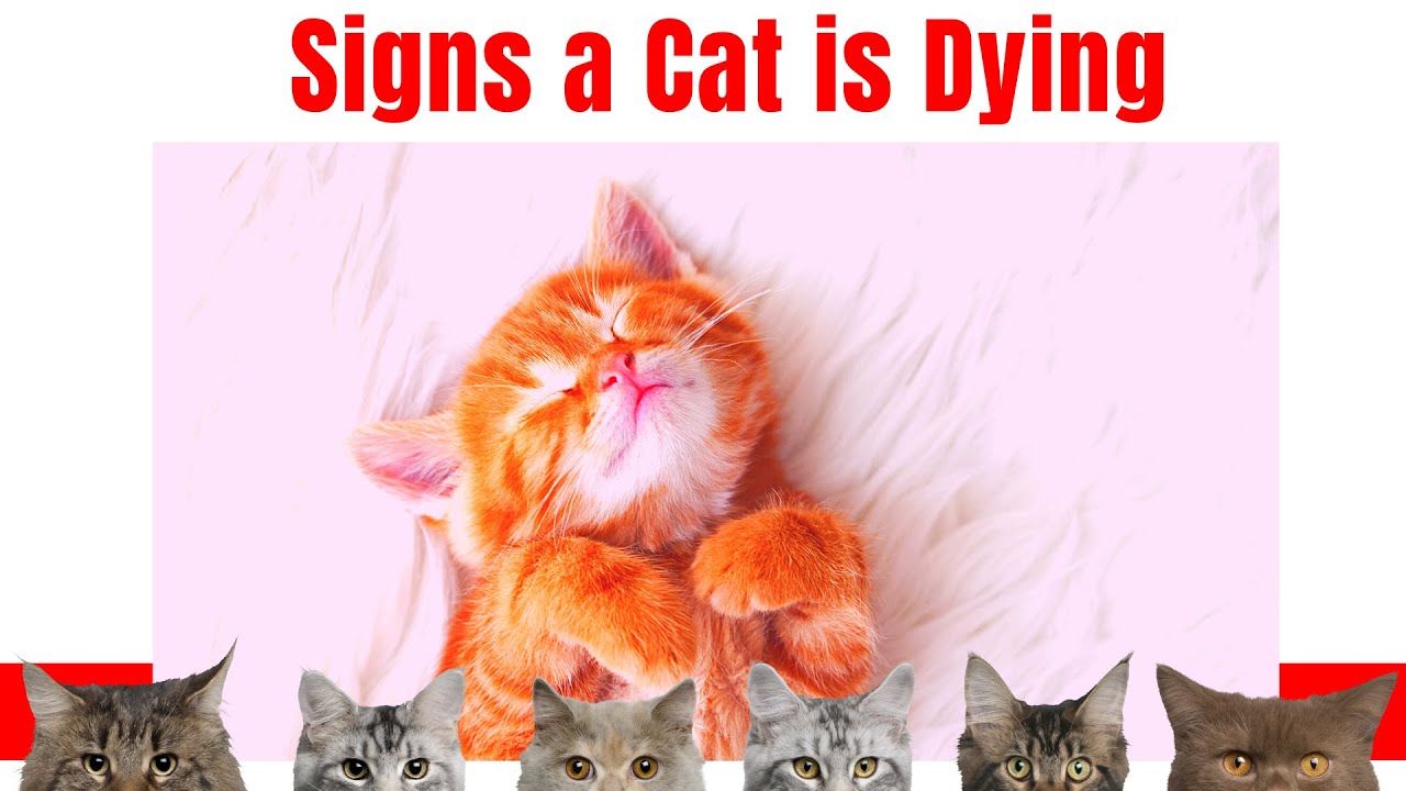 Pet health signs your cat is nearing the end of their life 2024 youtube