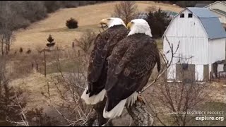 Decorah Eagles~ More Alert Vocals from New Bald Eagle Couple at Y \& N1-View of Goose Eggs _3.31.22