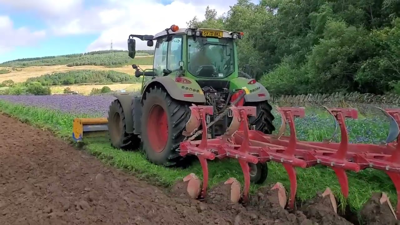 flailing cover crop and shallow ploughing 100mm to establish organic osr. Aug 2022