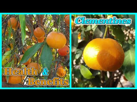 Video: Ce Fel De Fruct Este Clementina