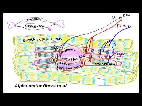 Functions of Muscle Spindles/ Intrafusal fibers