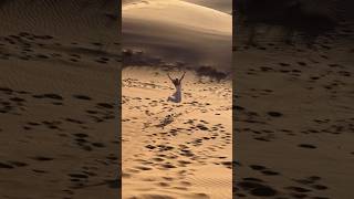 Watch Dubai desert safari amazing videos and subscribe my channel #youtubeshorts #shorts #enjoy