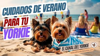 Download Lagu 🌞Avoid these SUMMER MISTAKES 🚨🐶and Protect your YORKSHIRE TERRIER from the HEAT! 🐾☀️ Download Lagu 🌞Avoid these SUMMER MISTAKES 🚨🐶and Protect your YORKSHIRE TERRIER from the HEAT! 🐾☀️