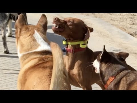 Video: Dog Fancy Magazine- ը հայտարարում է 'America's Best Dog Park