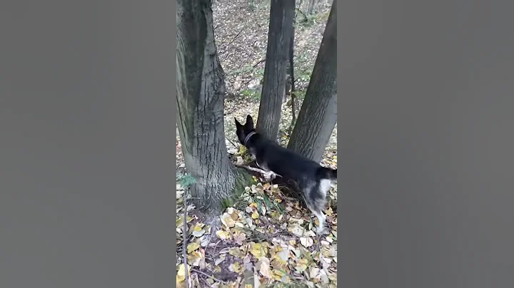 Kira-Hunt