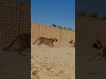 Swing Flies, Dog Barks, Cat Screams–Leopard Regrets Everything!#cat #catshorts #animalfight #shorts