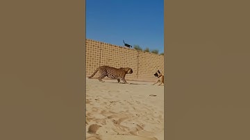 Swing Flies, Dog Barks, Cat Screams–Leopard Regrets Everything!#cat #catshorts #animalfight #shorts