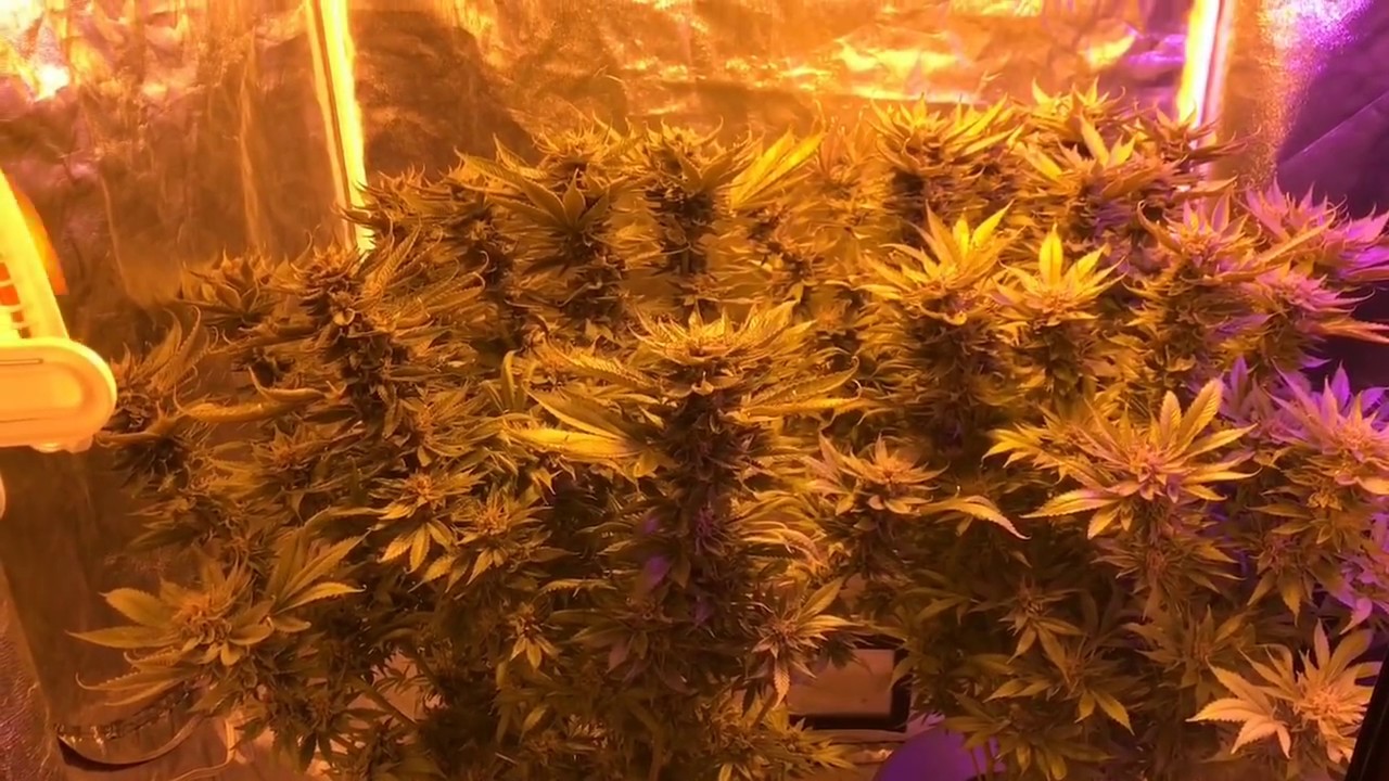 Goji Power OG Harvest  Party