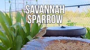 A Delicate Savannah Sparrow