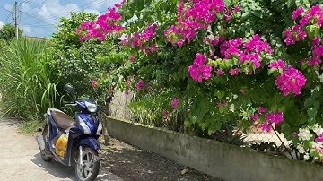 Đất dầu tiếng-Ngộp tất thở 5x31 có 100 tc mở hậu 6,67 mặt tiền bê tông cách DH708 chỉ 30 m! 680 tr