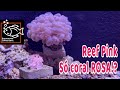 Novo Aquário - Só com coral rosa, será que rola!? #reefpink