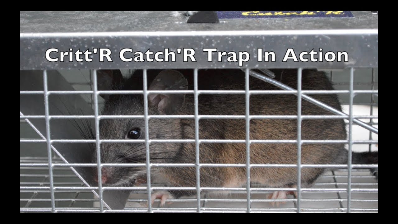 High Tech Trap That Swallows Rodents Alive. Infrared Black Cat Live Catch Rat  Trap In Action. 