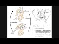 The Sacroiliac Joint | Sacral Nutation and Counter-nutation