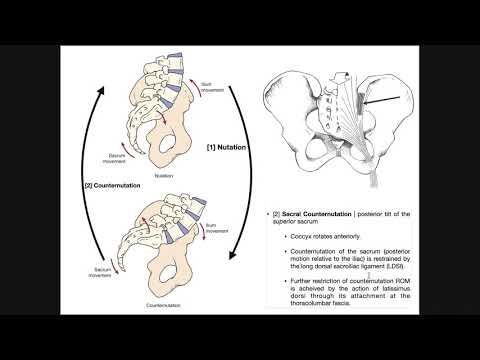 The Sacroiliac Joint