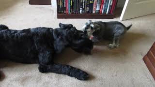 Giant Schnauzer Puppy Playing with Miniature Schnauzer 2