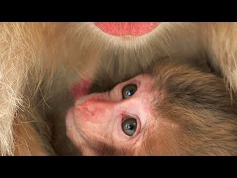 赤ちゃん猿 地獄谷野猿公苑 Monkey S Baby Youtube 赤ちゃん猿 地獄谷野猿公苑 Monkey S Baby Youtube
