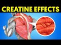 What Happens To Your Body When You Take Creatine Every Day For Muscle Gain