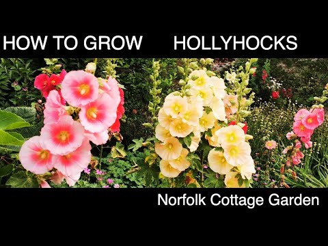 How to grow Hollyhock Flowers
