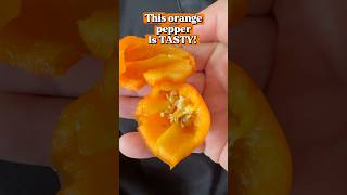 Mystery Orange Pepper Appeared in My Raised Bed! | Very Mild Taste Test