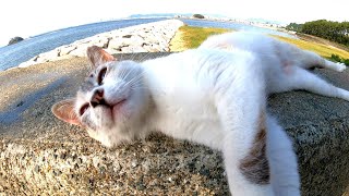 防波堤の野良猫が私の手を掴んで頭を擦りつけてきてカワイイ