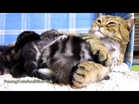 mom-cat-hugs-her-cute-kitten-naomi