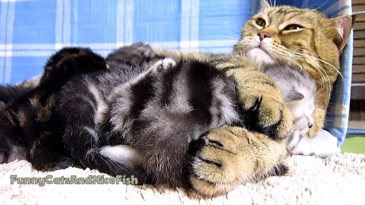 funny cats sleeping in weird positions compilation 2014 funnyplox Mom Cat hugs her Cute Kitten Naomi