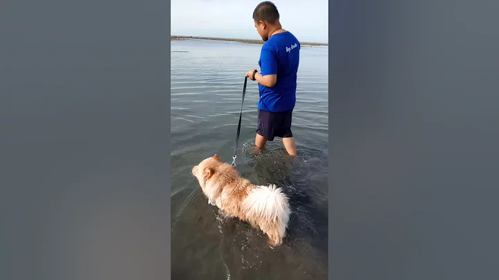 Chowchow first time to swim!