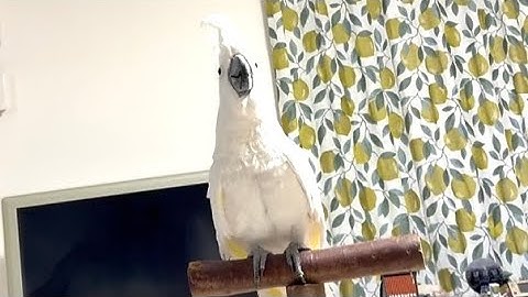 🥚Kohaku is excited right now🥝🍋🍅