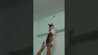 Cat vs Spider