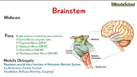 Brainstem - Midbrain, Pons and Medulla Oblongata - EXPLAINED