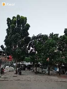 Kicau burung di pagi hari