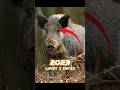 2023 boar  vs 5000 bce boar  viral shorts