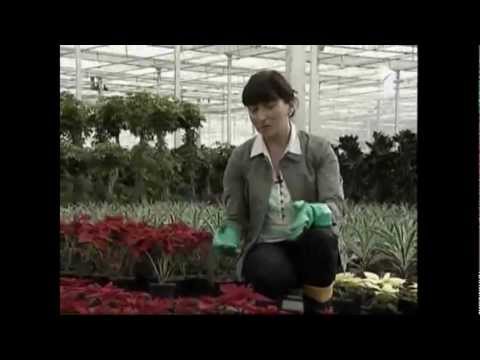 ჩემი ფერმა გრატოს სათბურები