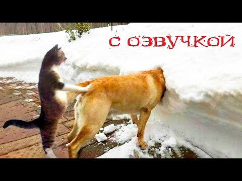 Приколы с котами! Самые смешные животные С ОЗВУЧКОЙ! Я РЖАЛ И ЛОПНУЛ!