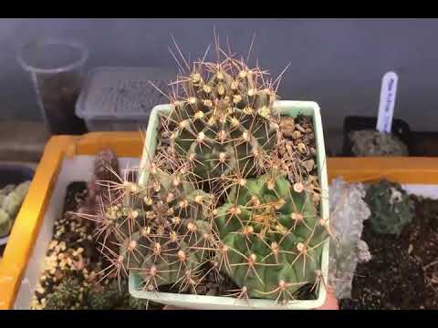 Cacti & Succulent Collection | Long Minh Cactus tour 2019