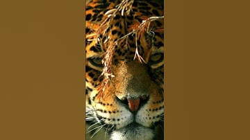 jaguar sound  , jaguar sounds  #animalsouds #animals #animalnoises